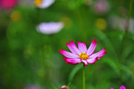 DSC_6232a