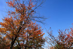 DSC_0493a