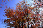 DSC_0497a