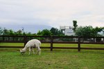 DSC_0009a