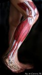 Body Painting - Muscle lines