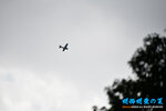 D85_6526s