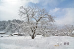 DSC_6639s