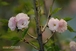 DSC_8767s