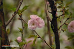 DSC_8883s