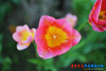 D85_8813s