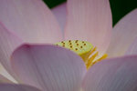 P1060996-1