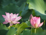 P6100045
