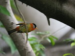 P4230271