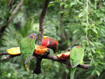 P4230427