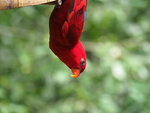 P4230433