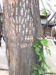 當地流行的祈福方法─貼紙人在樹上，將身體疼痛部位在對應的紙人上用香燭點一點，便會痊癒！