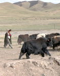 牧民與青海特產─枆牛