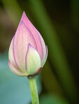 P7010085-1