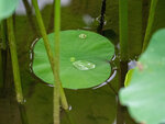 P7010089-1