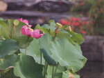 P7060051