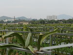 P1000934