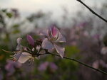 P1002895 - Copy