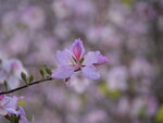 P1002905 - Copy
