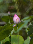 P1003827-1