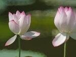 P1003834