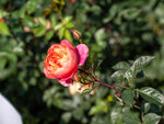 P1009592-1