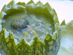 魚翅瓜湯