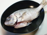 P1090965-游水紅鯧魚