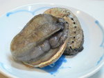 P1130255-南非活鮑在"伸懶腰"