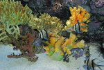 色彩繽紛的珊瑚魚