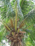 馬來西亞特產─棕櫚樹