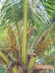 棕櫚樹的果實，用來做棕櫚油的原料