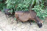 DSC_9594-大了肚子的黄牛在山野间吃草