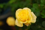 DSC_5770——娇艳欲滴的茶花
