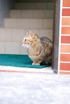 DSC_5838——可爱的小猫咪，正在渔村里正待主人的归来