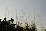 DSC_8575
