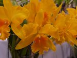 P1100038─花展於展覽廳室內，燈光方面的控制有一定難度