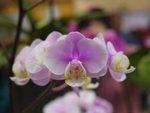 P1100104