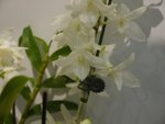P1100115