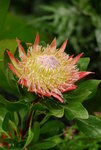 DSC_9102─此乃帝王花，來自南非。將它栽種在禮賓府別具意義。