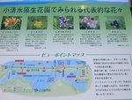 這裡種植的全是北海道野生的花。