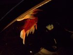 P1000256_1