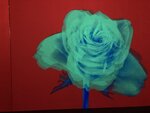 IMG_6935