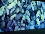 IMG_6960