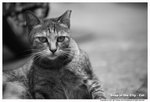 DSC_9462a
