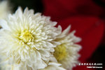 DSC_9066