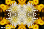 Cover_DaisyShow2010