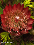 P3136790