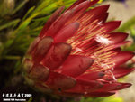 P3136793
