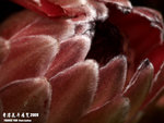 P3136903